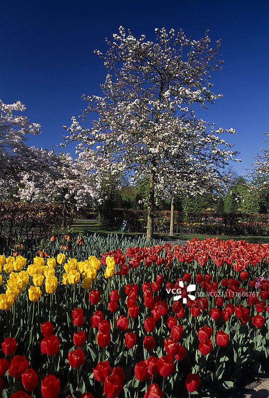 郁金香，图利帕图片素材