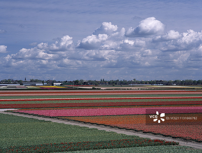郁金香，图利帕图片素材