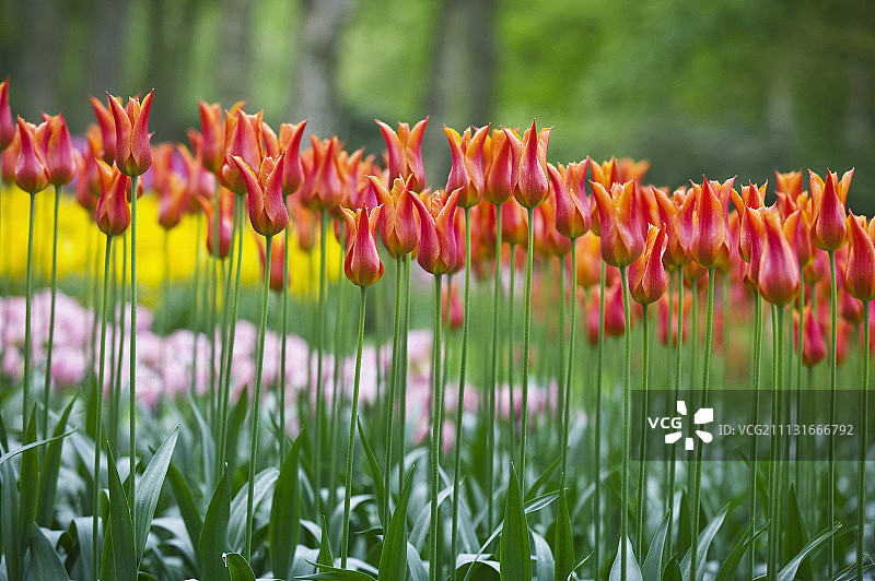 郁金香，图利帕图片素材