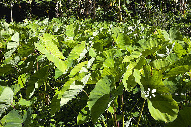 西印度群岛向风群岛格林纳达，圣约翰教区乡村香蕉树旁的秋葵作物图片素材