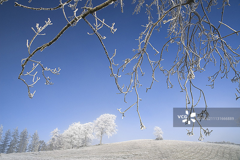 爱尔兰莫纳亨郡：图利亚德山顶覆霜树木，莫纳亨镇郊区，前景有树枝图片素材