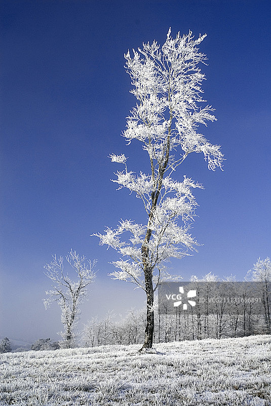 爱尔兰莫纳亨郡，雾凇覆盖的弯曲树图片素材