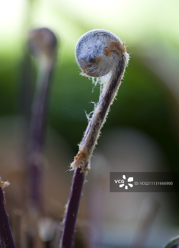 皇家蕨展开的叶子图片素材