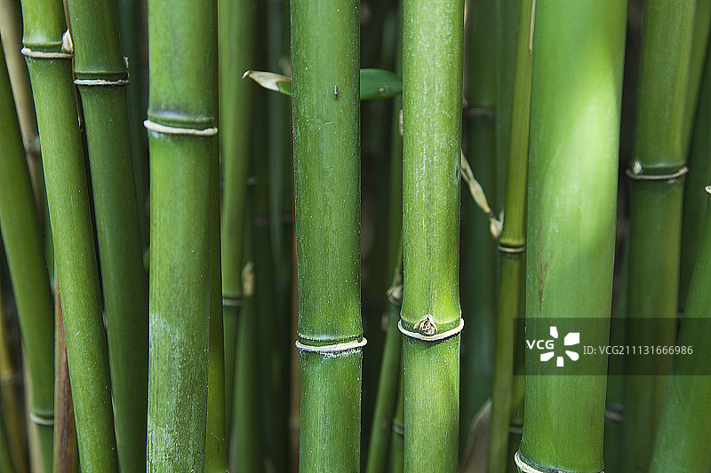 业平竹，著名蓬莱竹图片素材