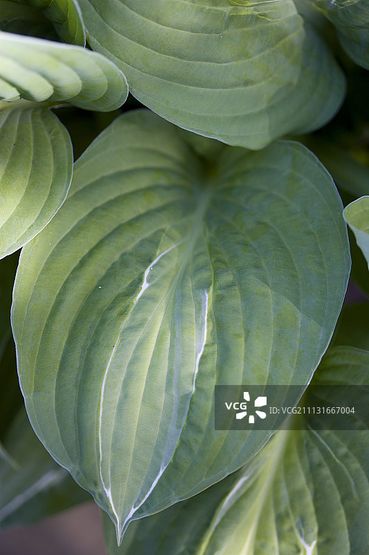 玉簪属植物图片素材