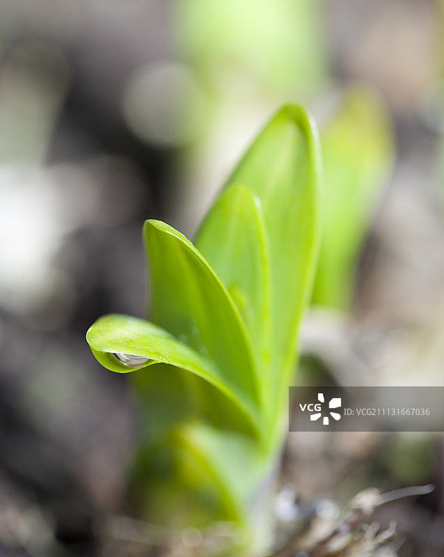 百子莲图片素材