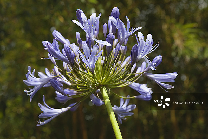 百子莲：蓝色喇叭形花朵的百子莲特写，英国西萨塞克斯郡图片素材