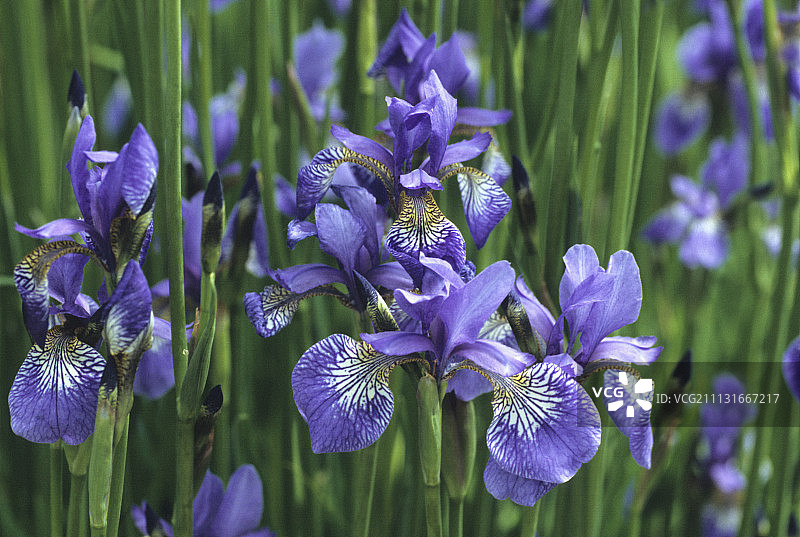 鸢尾花，西伯利亚鸢尾图片素材