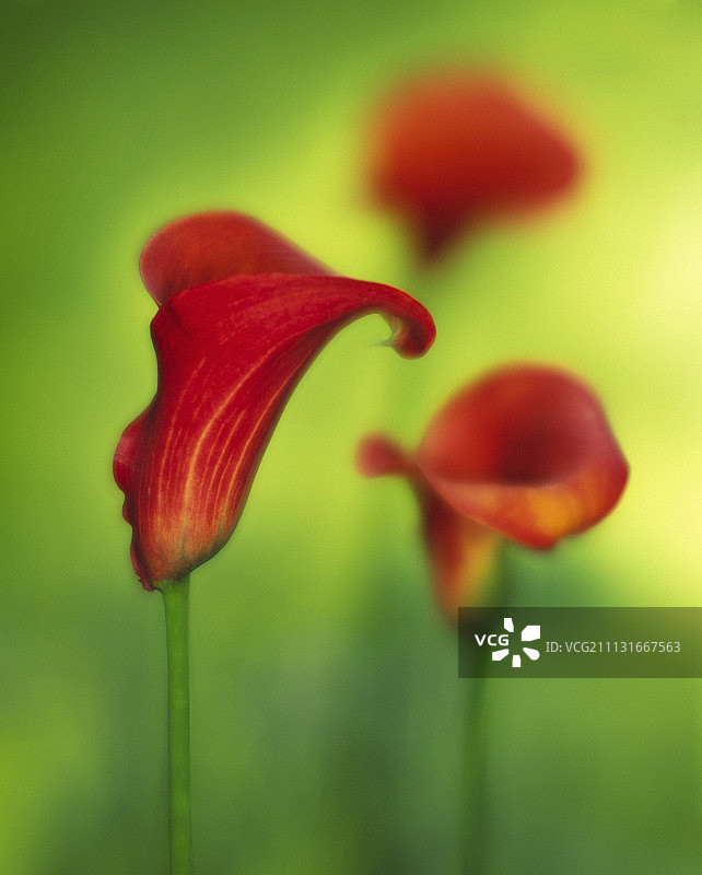 百合、海芋、马蹄莲图片素材