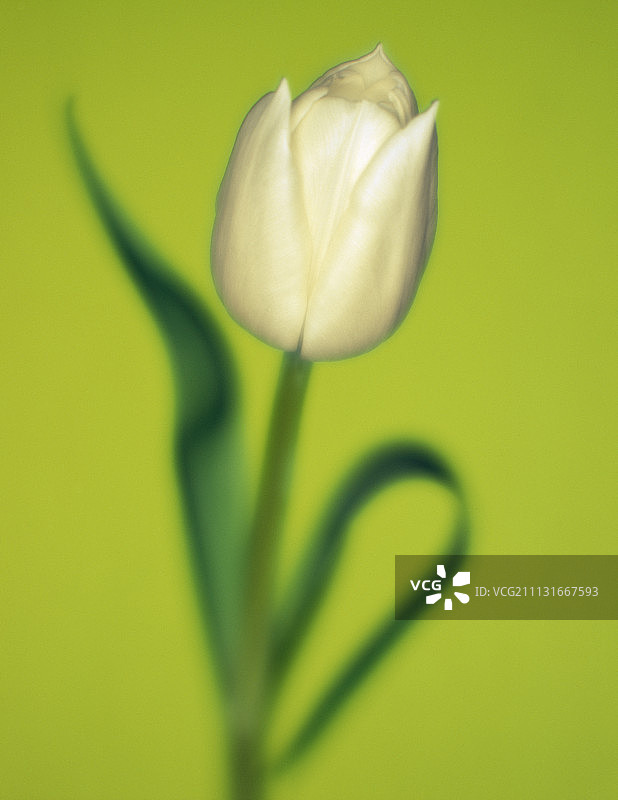 郁金香，图利帕图片素材