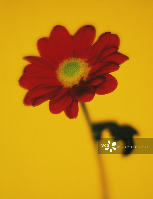 雏菊，菊花图片素材