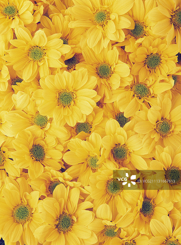 雏菊，菊花图片素材