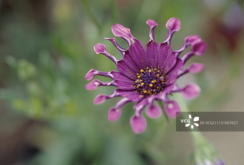 非洲菊 ‘粉红漩涡’图片素材