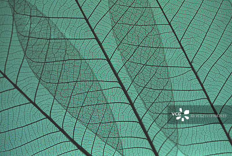 叶子。图片素材