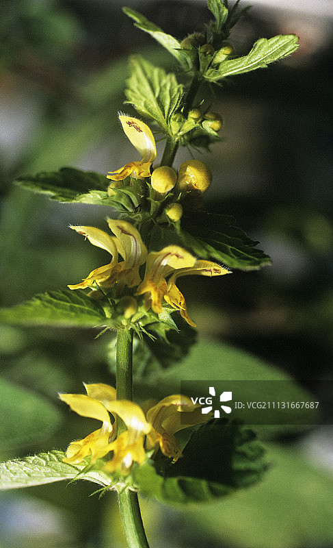 野芝麻图片素材