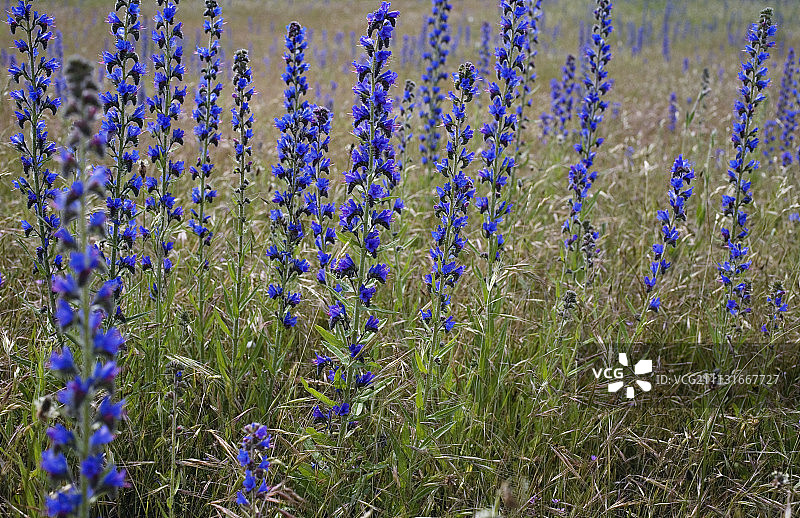 蛇 bugloss，Echium vulgare。图片素材