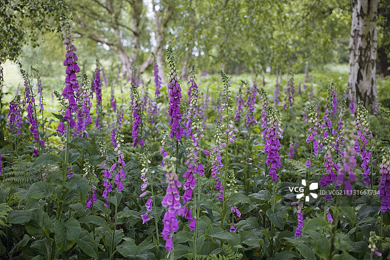 毛地黄图片素材