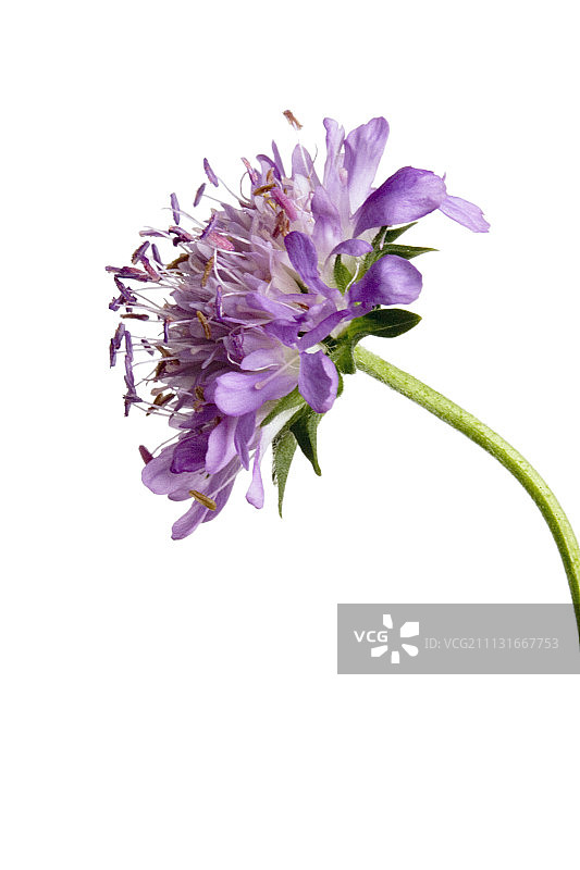 蓝盆花图片素材