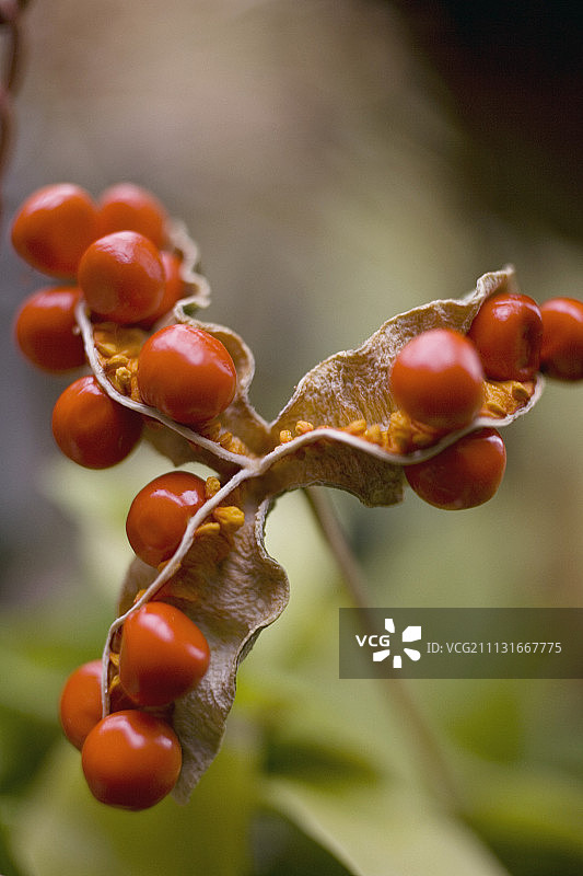 鸢尾花图片素材