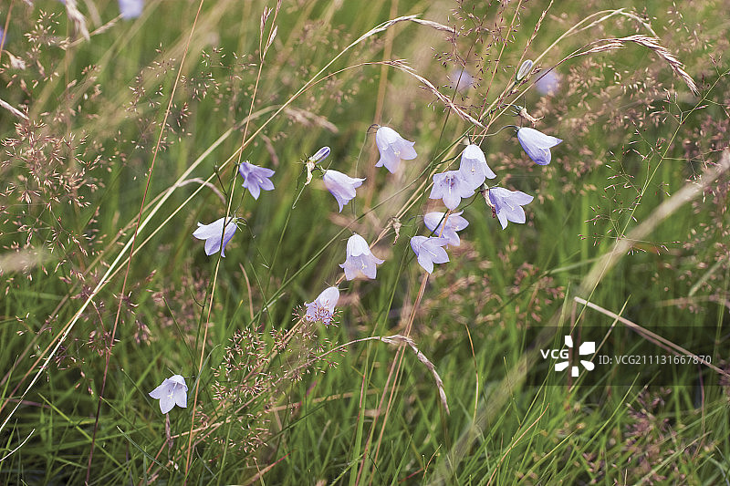 风铃草图片素材