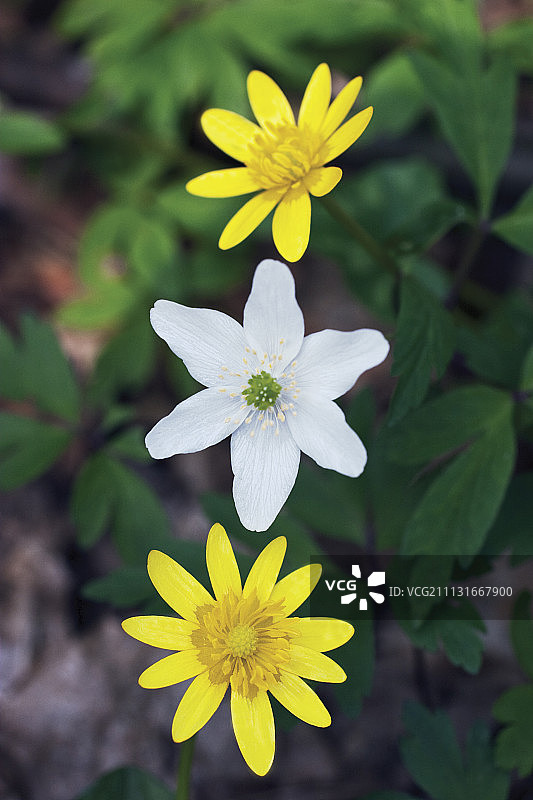 白屈菜图片素材