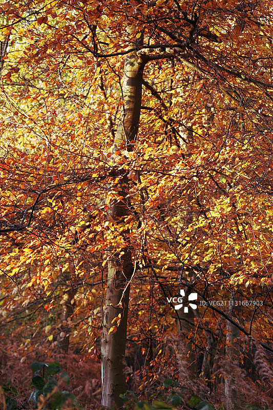 山毛榉图片素材