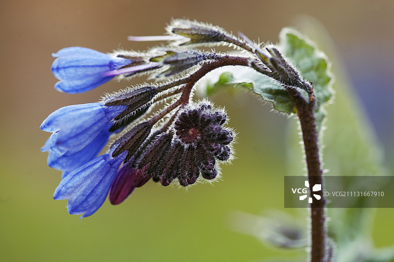 聚合草，高加索聚合草图片素材