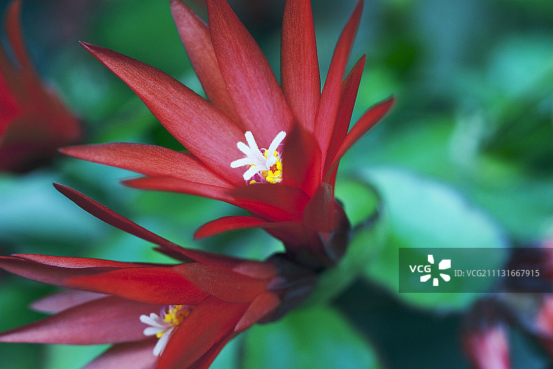 仙人掌，复活节仙人掌，假昙花图片素材