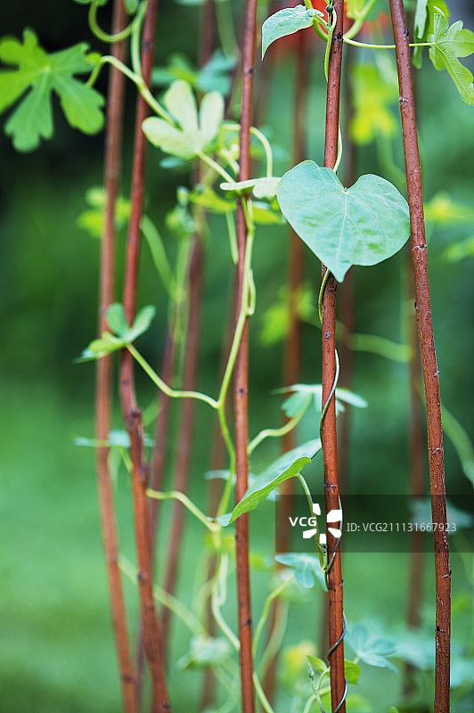 牵牛花图片素材