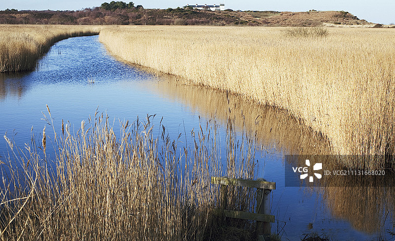芦苇与莎草图片素材