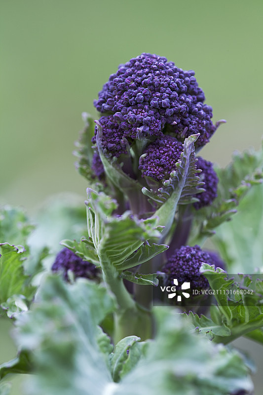 西兰花图片素材