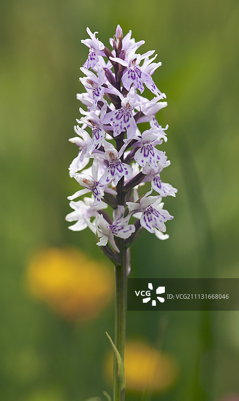 兰花，普通斑点兰，Dactylorhiza fuchsii图片素材