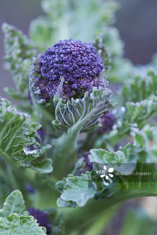 西兰花图片素材