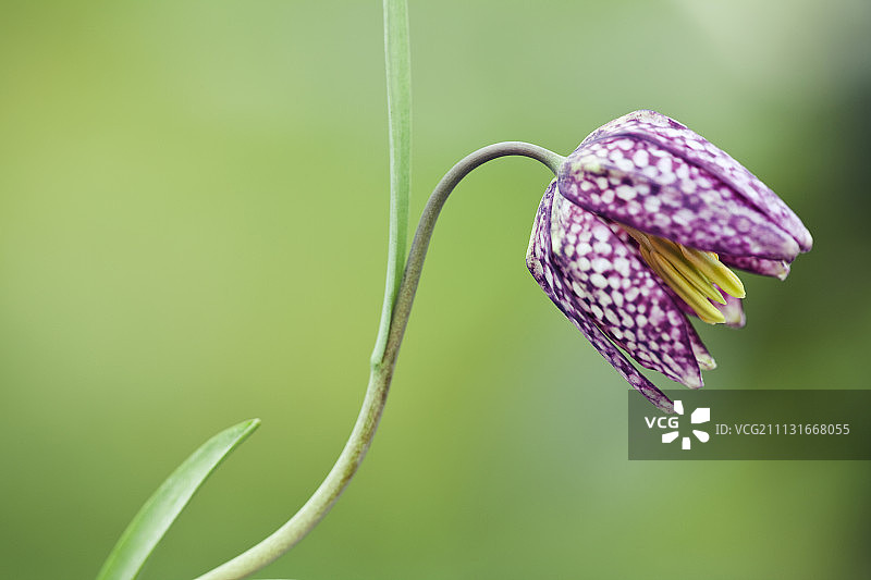 贝母花，蛇头贝母图片素材