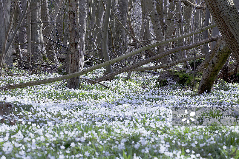 银莲花、林银莲花、白头翁图片素材