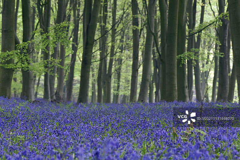 蓝铃花林，Hyacinthoides non-scripta图片素材