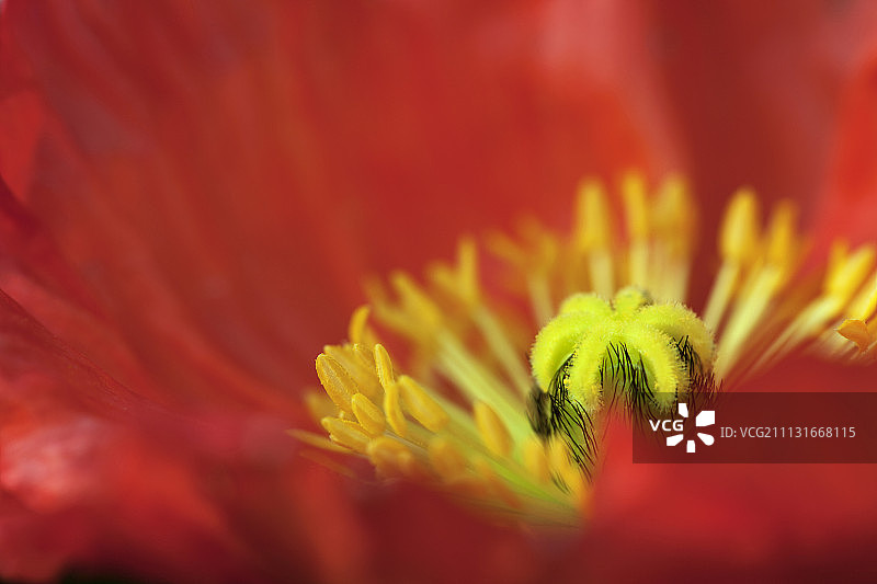 罂粟花图片素材