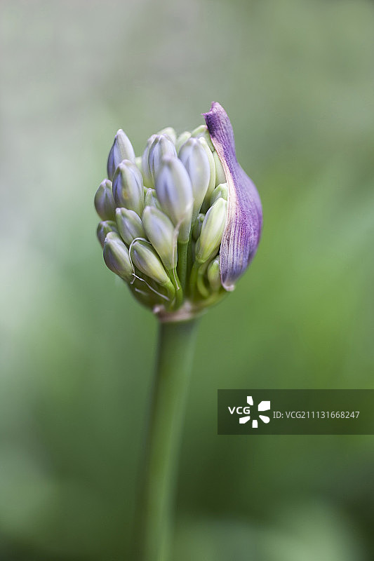 从紫色苞片中长出的百子莲花蕾图片素材