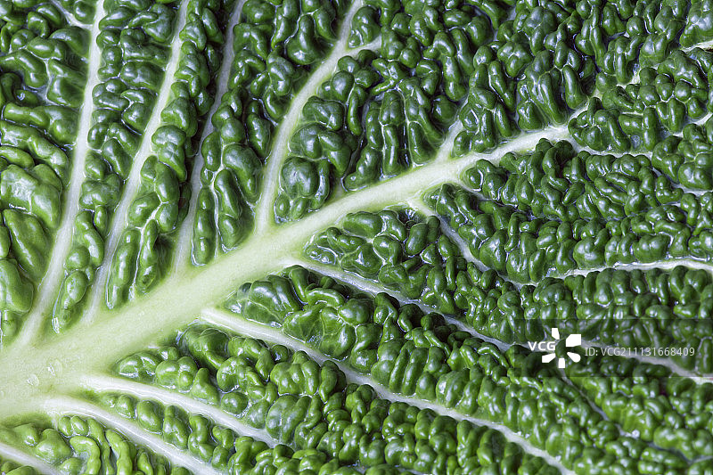 卷心菜叶特写：叶脉图片素材
