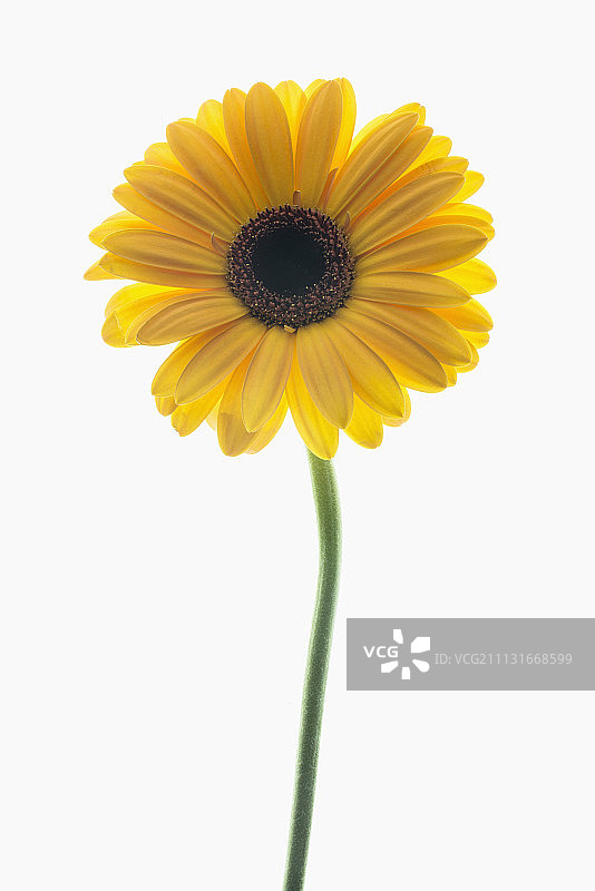非洲菊：在灯箱上拍摄的单枝花朵图片素材