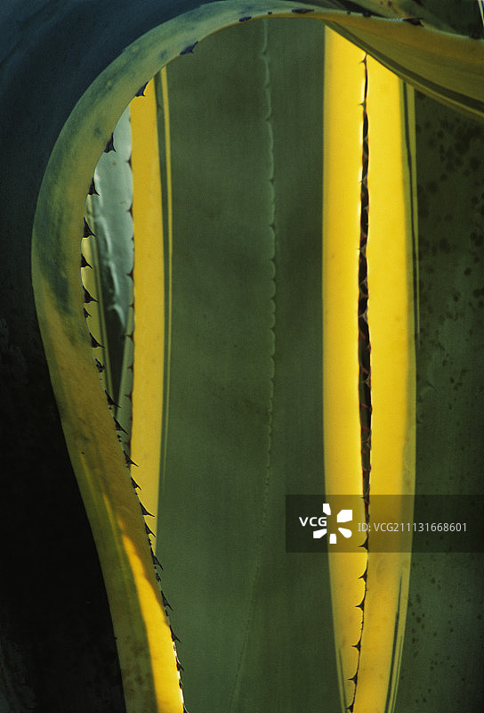 龙舌兰图片素材