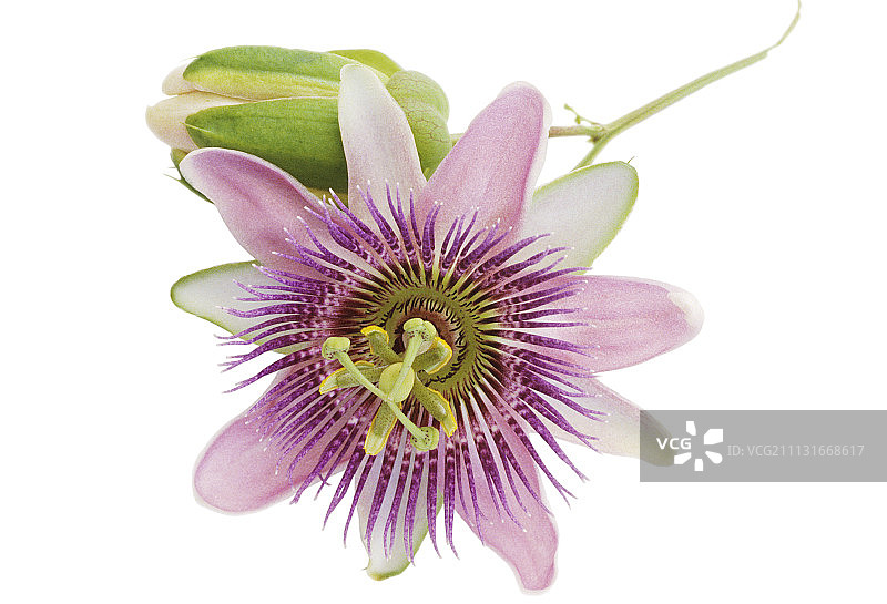 西番莲图片素材