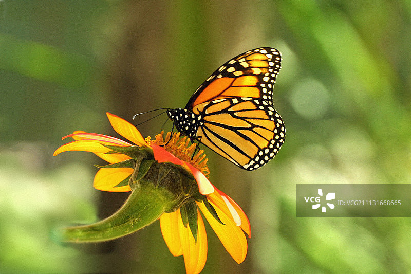 蝴蝶。图片素材