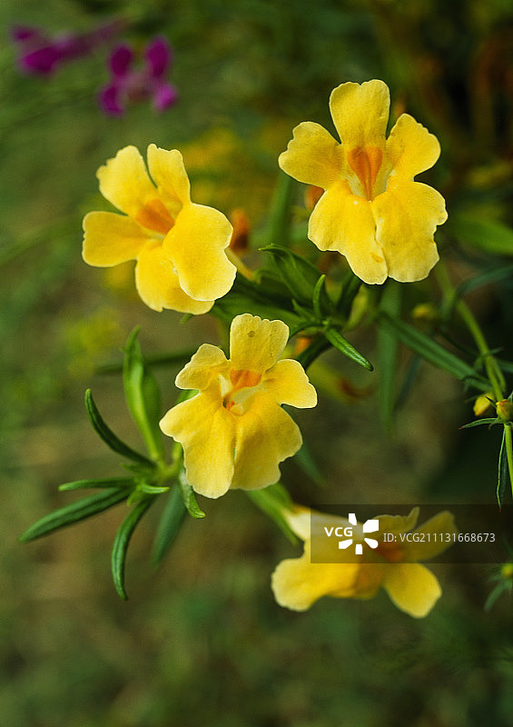 捕蝇草图片素材