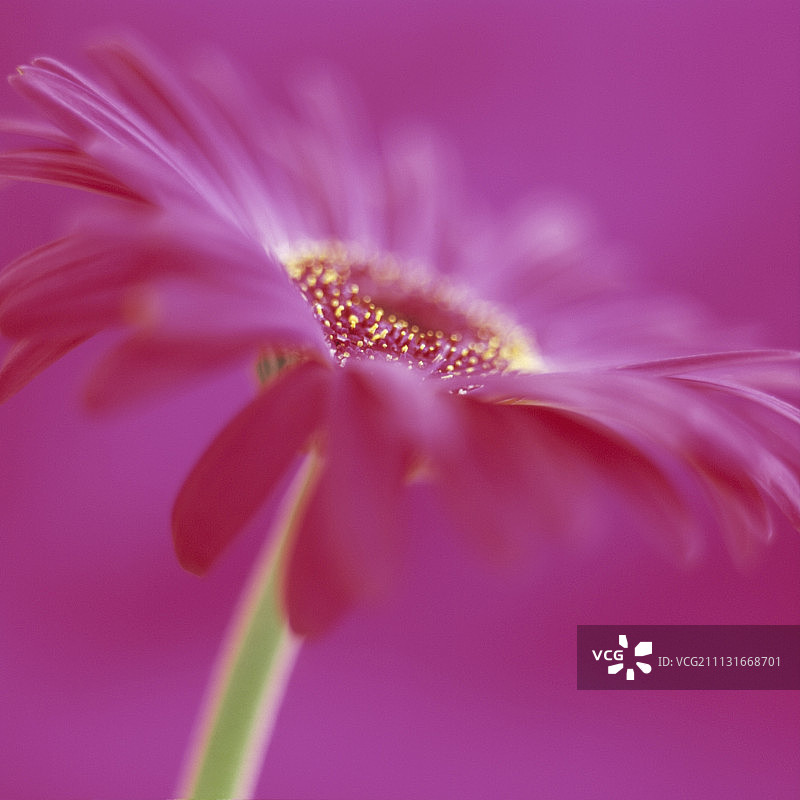 非洲菊。图片素材