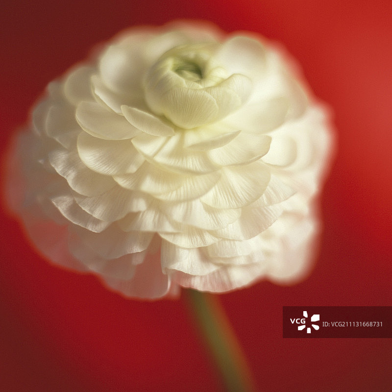 花毛茛，茵拉维特花毛茛图片素材