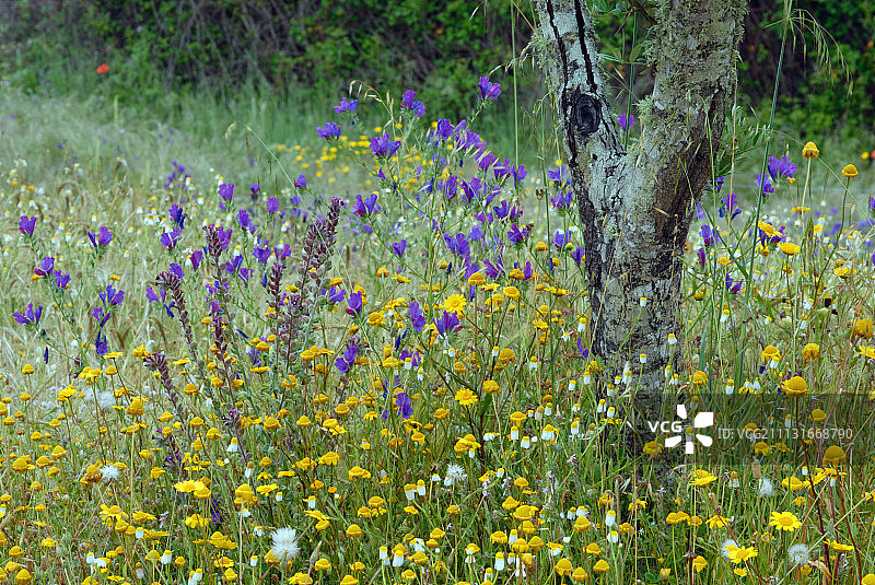 蓝蓟，紫草图片素材