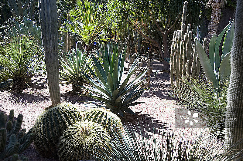 仙人掌、金琥仙人掌图片素材