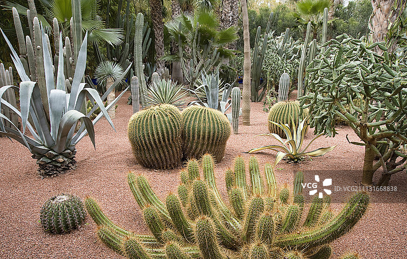 仙人掌、金琥仙人掌图片素材