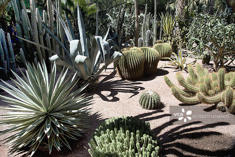 仙人掌、金琥仙人掌图片素材